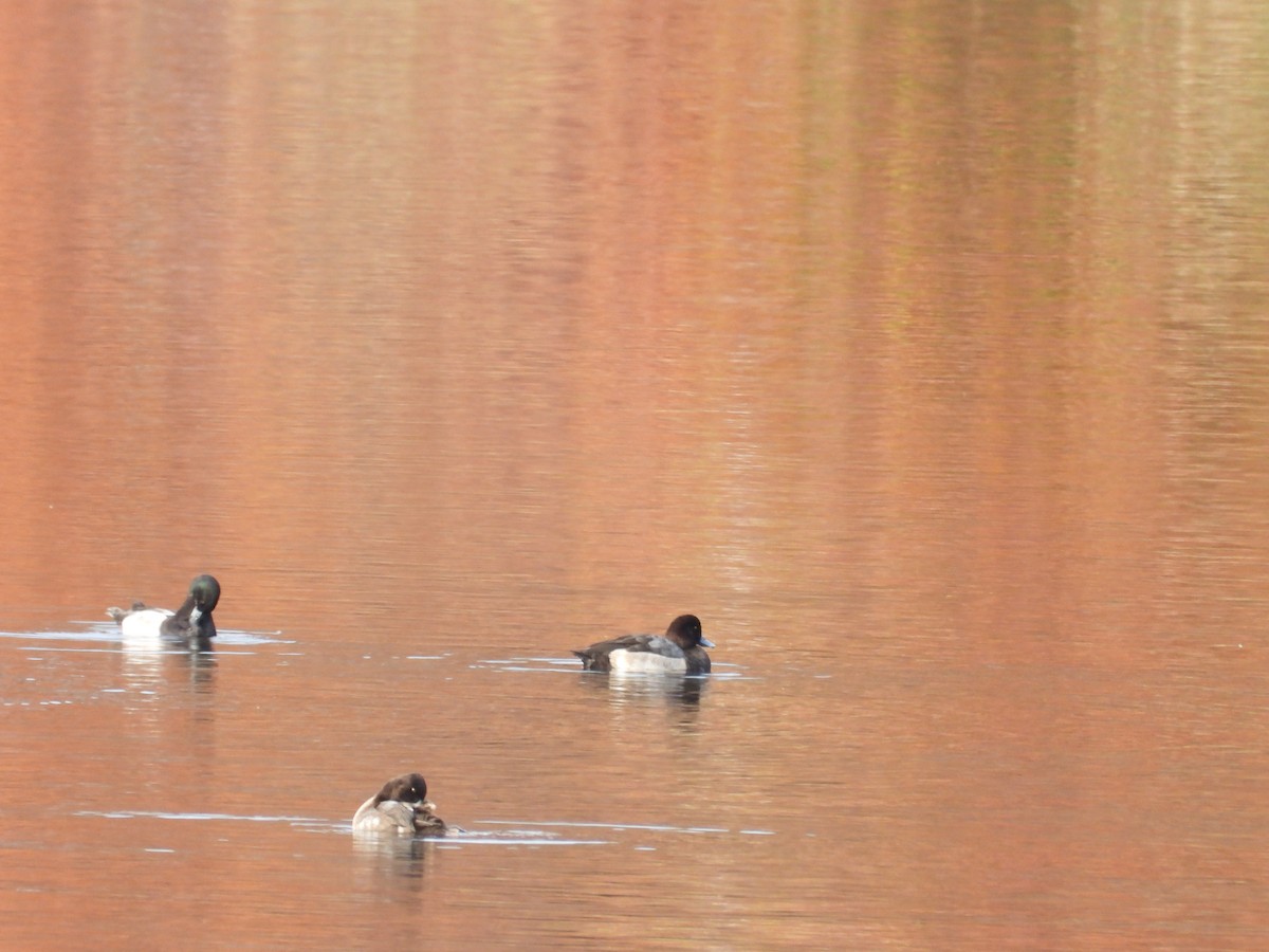 Lesser Scaup - ML610830075