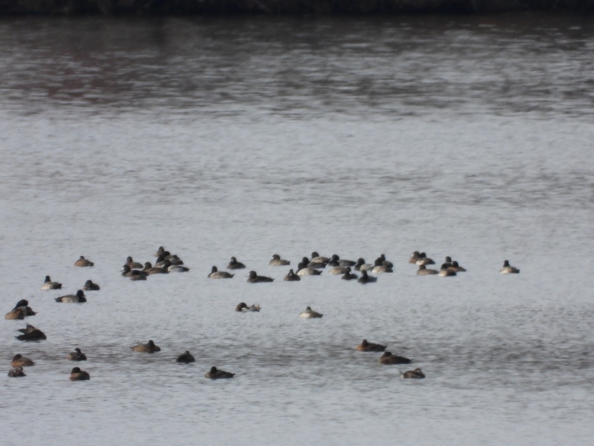 Lesser Scaup - Ted Purcell