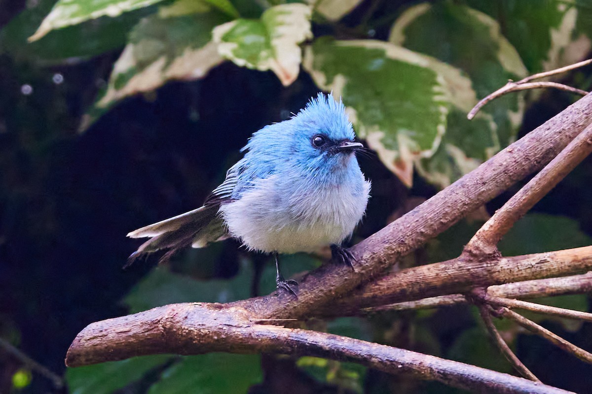 African Blue Flycatcher - ML610830097