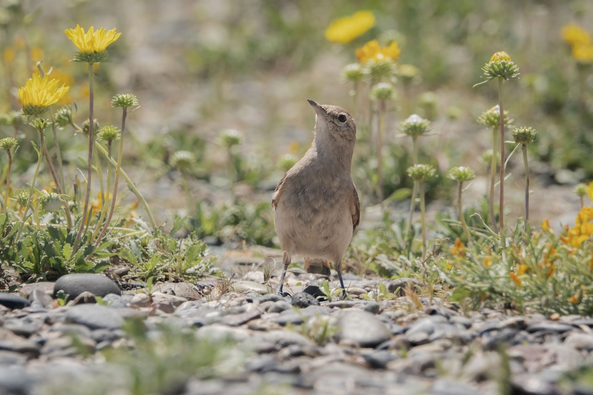 Rufous-banded Miner - ML610830112