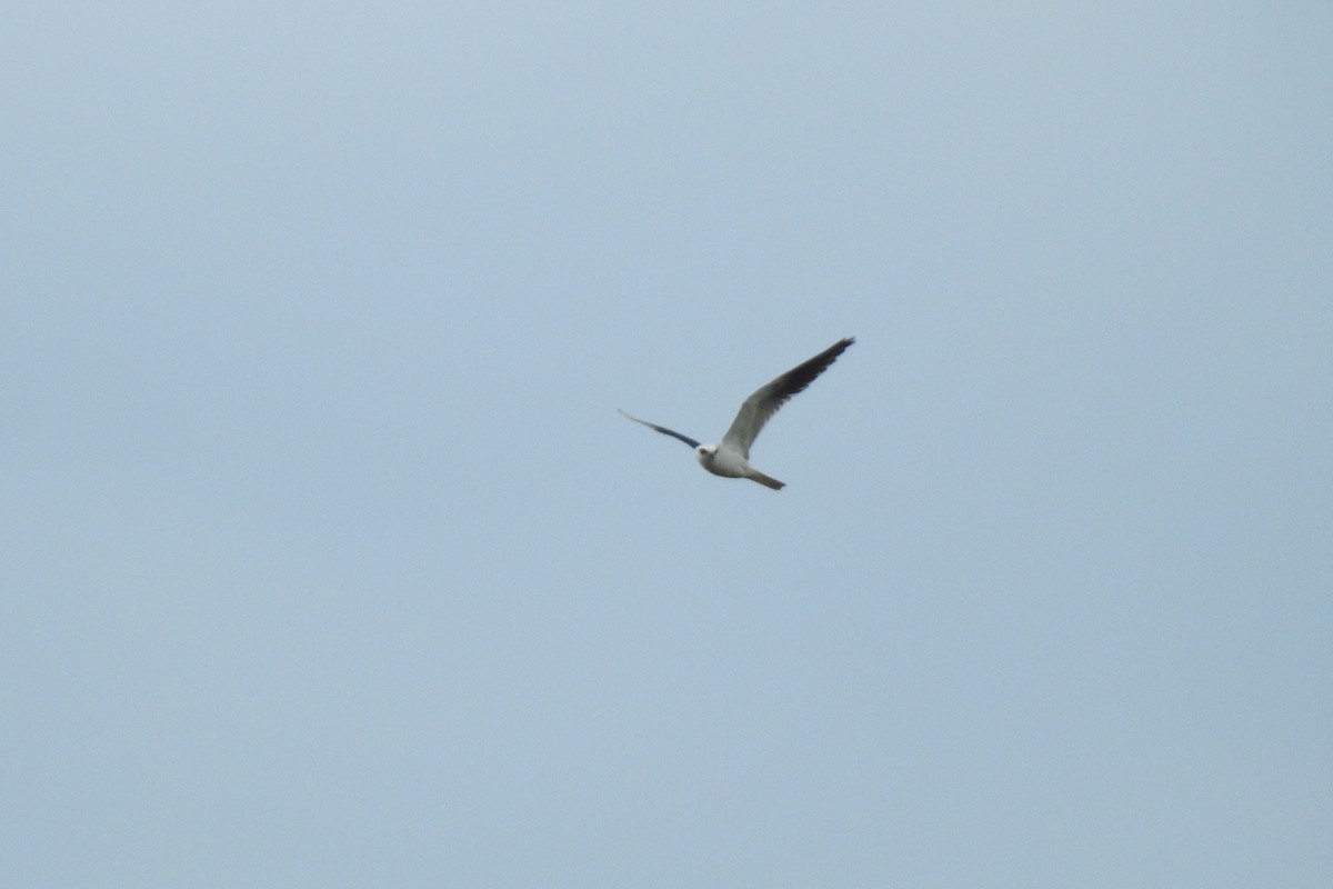White-tailed Kite - ML610830132