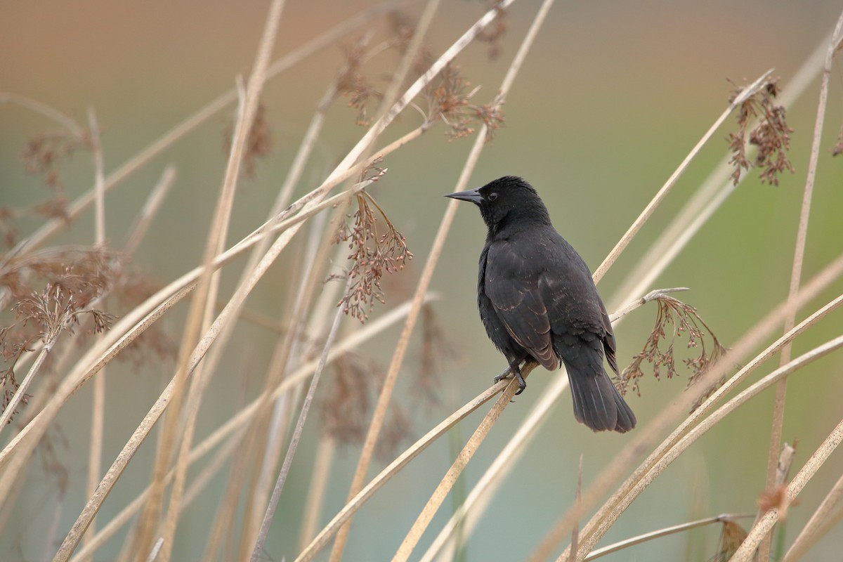 Yellow-winged Blackbird - ML610830157