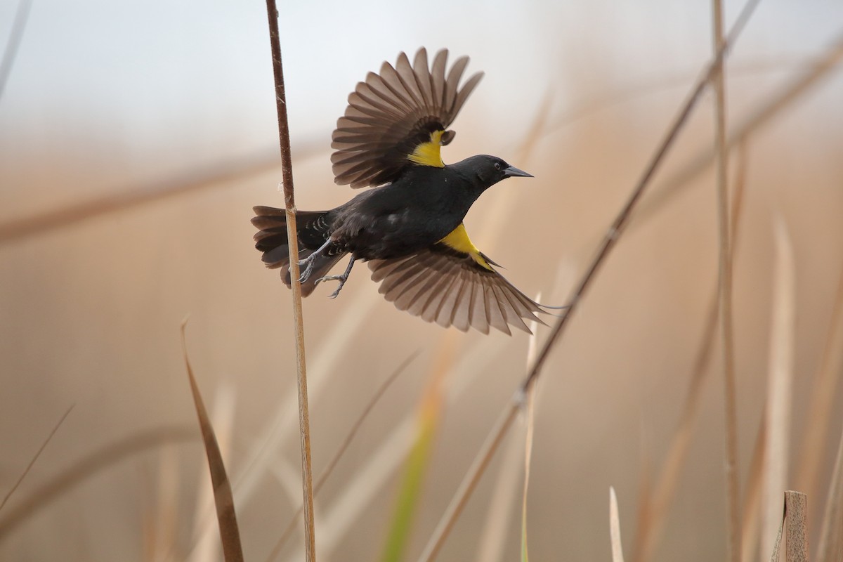 Yellow-winged Blackbird - ML610830158