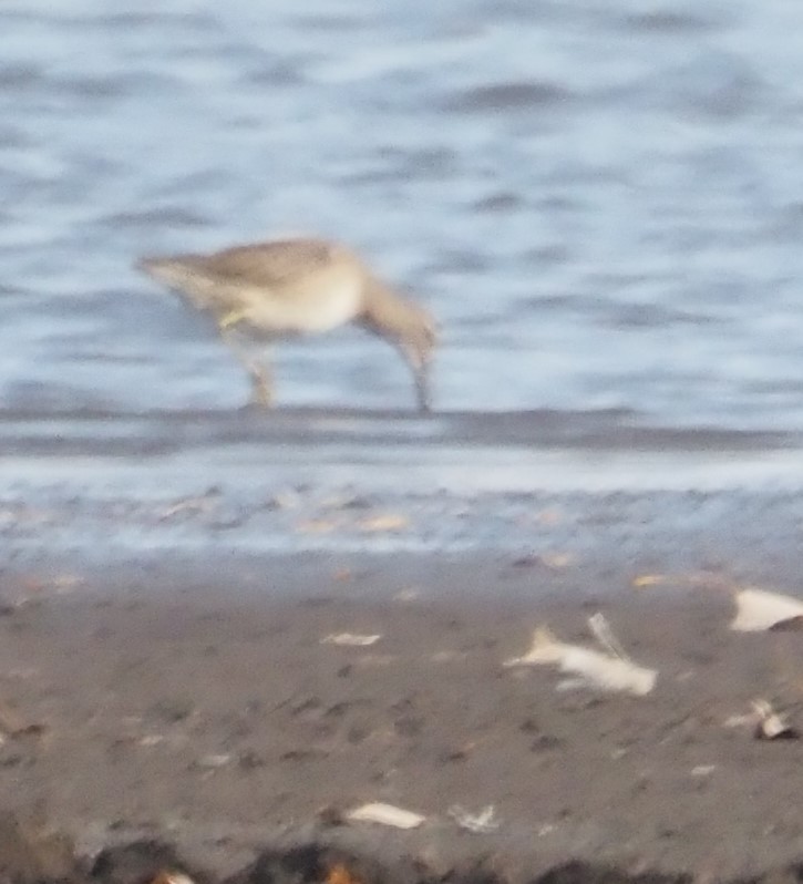 Long-billed Dowitcher - Patricia Herman