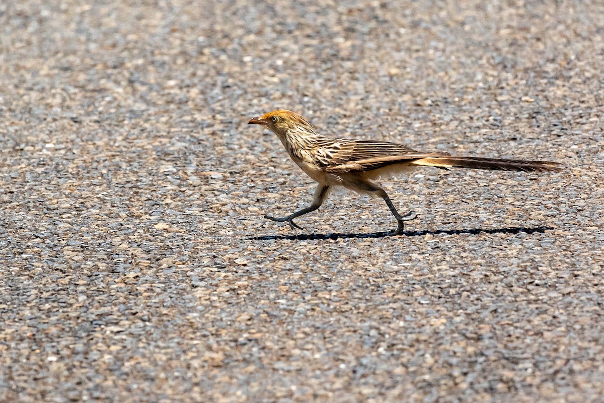 Guira Cuckoo - Fernando Calmon