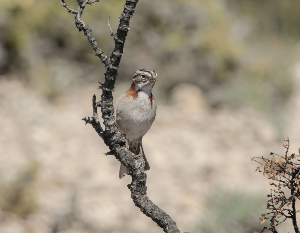Rufous-collared Sparrow - ML610830180