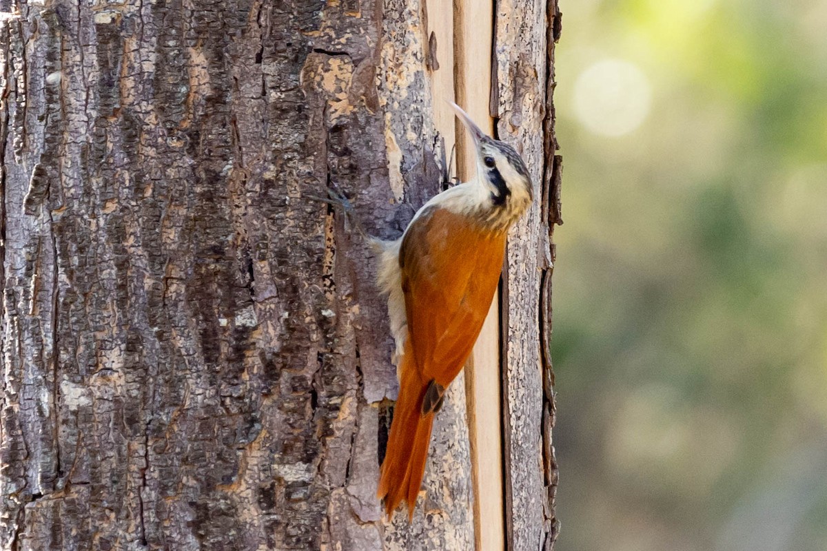 Narrow-billed Woodcreeper - ML610830195