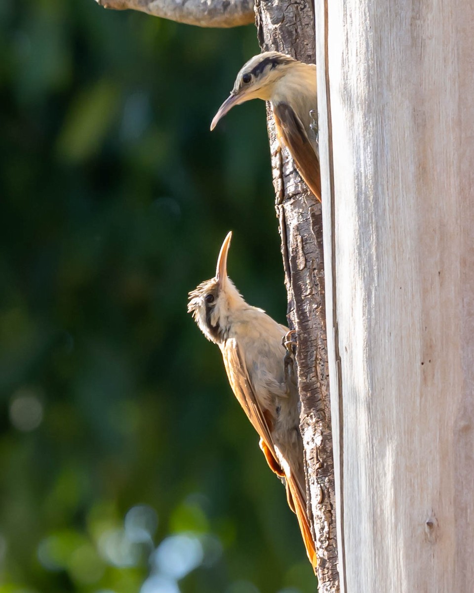 Narrow-billed Woodcreeper - ML610830198