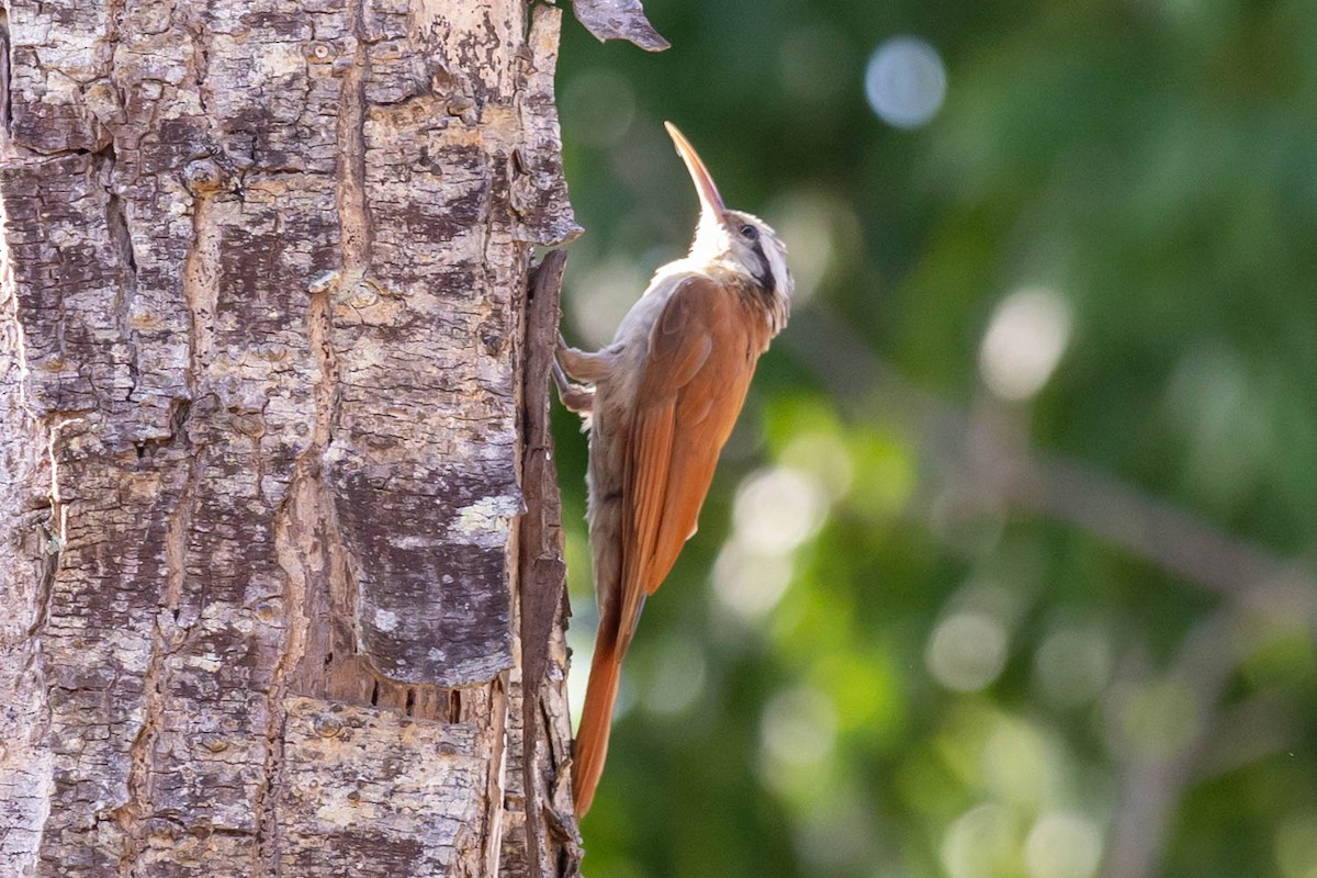 Narrow-billed Woodcreeper - ML610830199