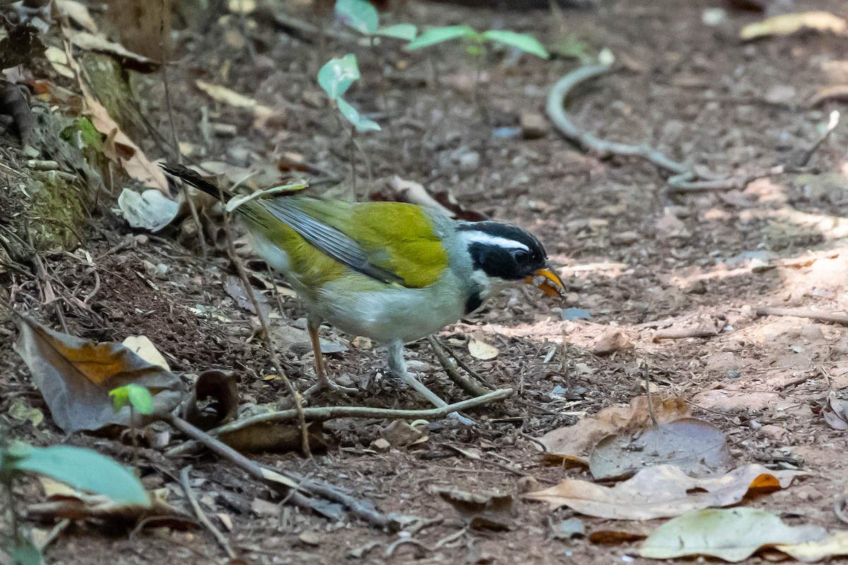 Saffron-billed Sparrow - ML610830203