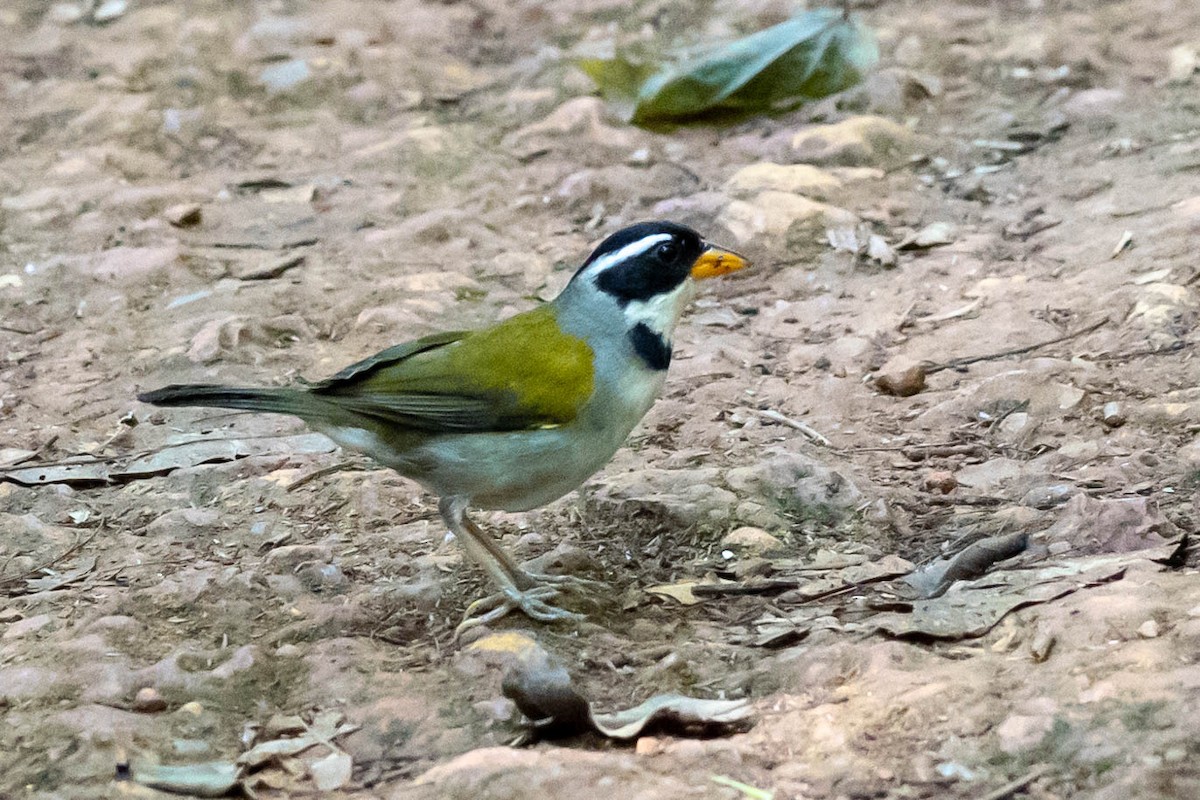 Saffron-billed Sparrow - ML610830204