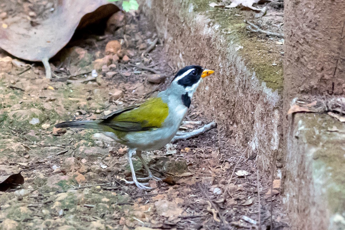 Saffron-billed Sparrow - ML610830205