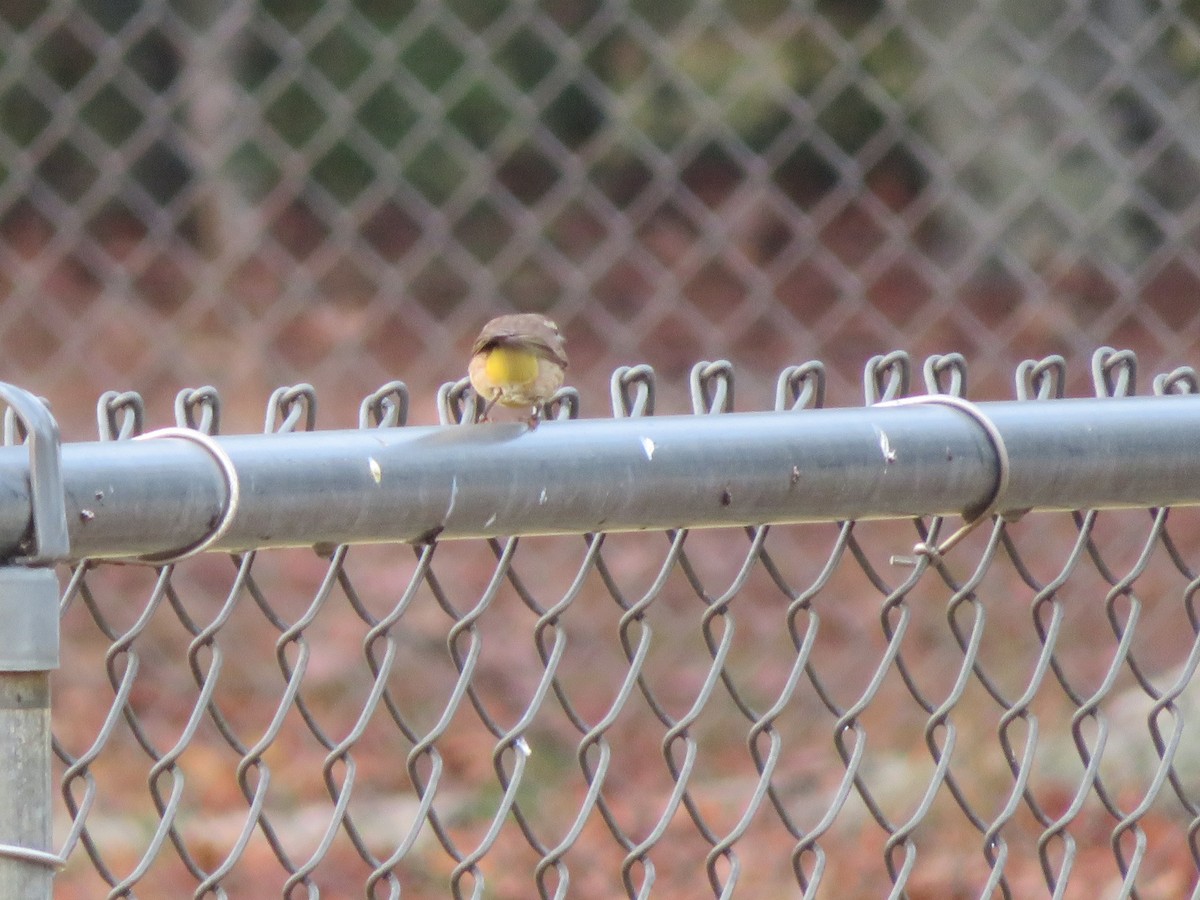 Palm Warbler - WARREN MENDENHALL