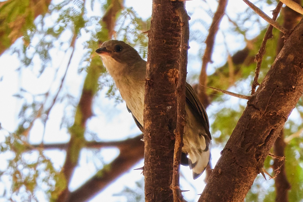 Lesser Honeyguide (Lesser) - Oliver Kell