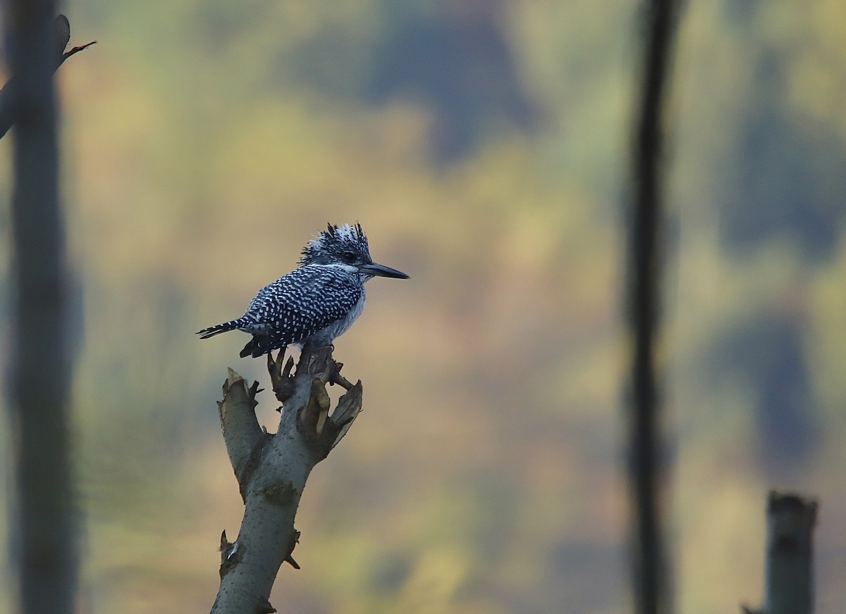 Crested Kingfisher - Sheikh Haris