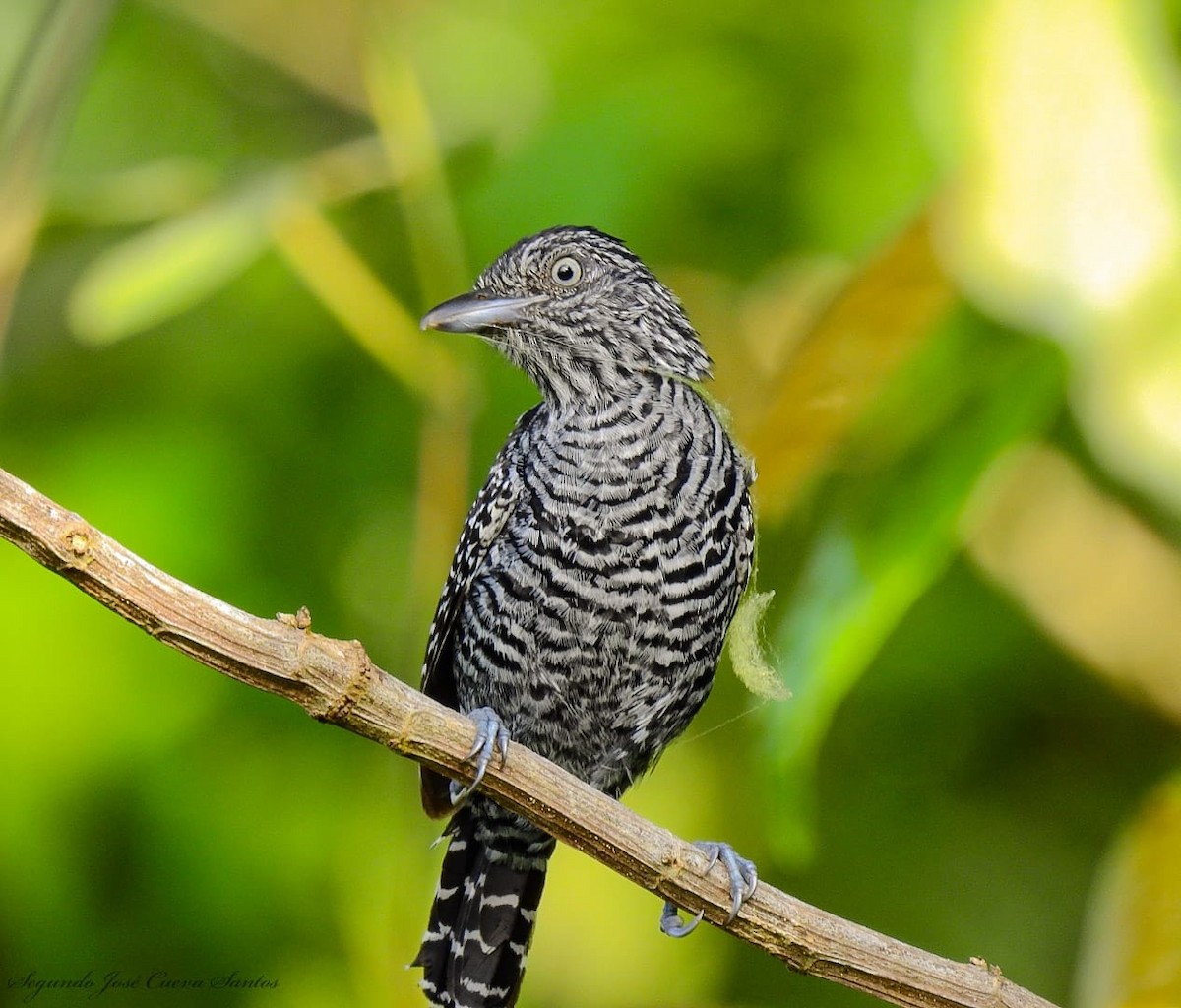 Barred Antshrike - ML610830499