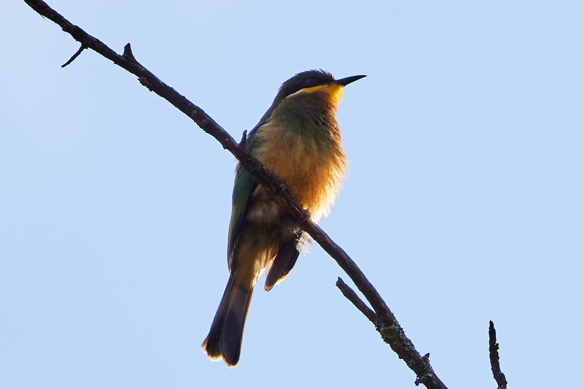 Cinnamon-chested Bee-eater - ML610830626