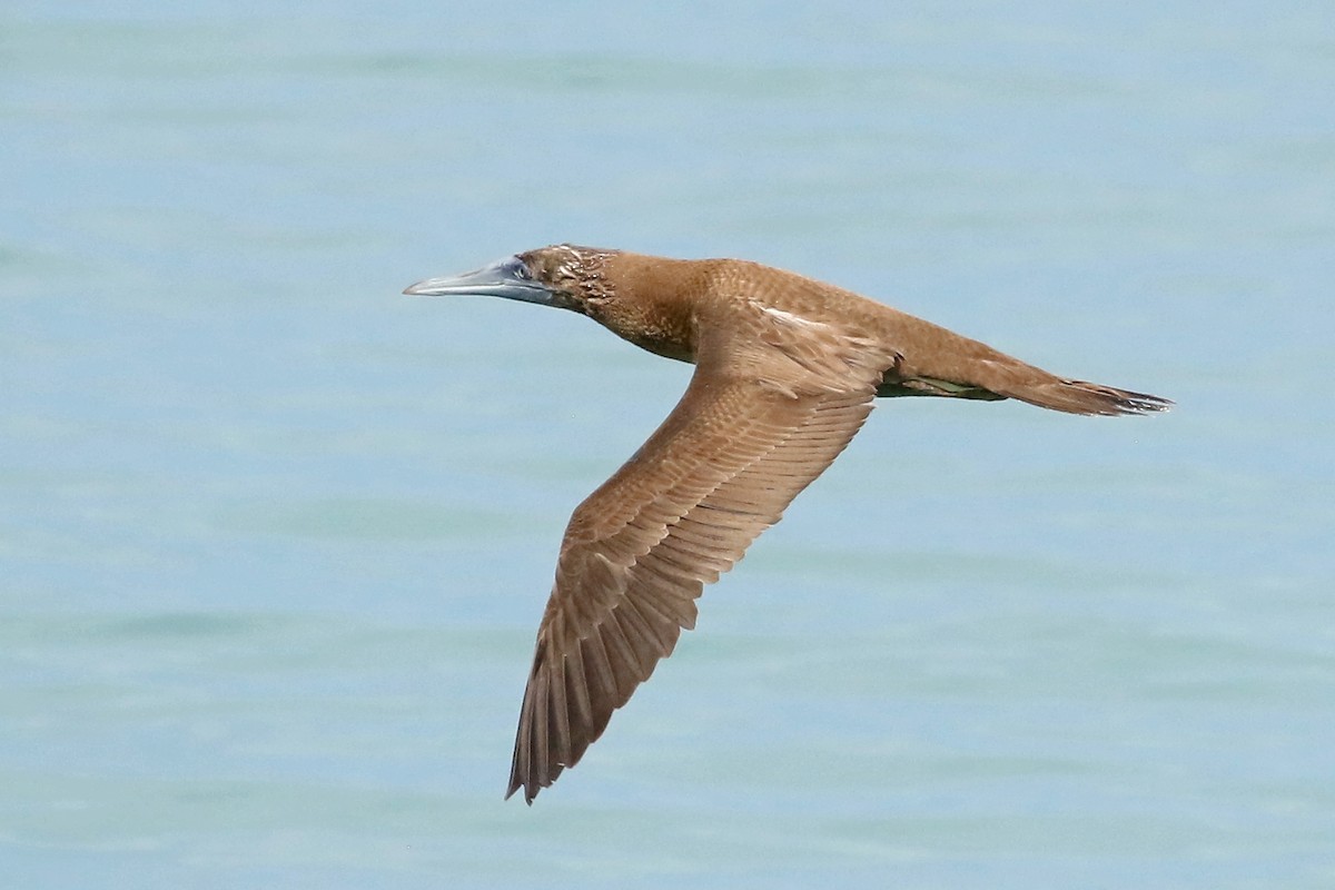 Brown Booby - ML610830648