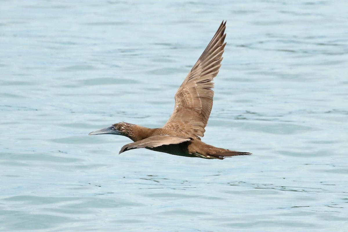 Brown Booby - ML610830649