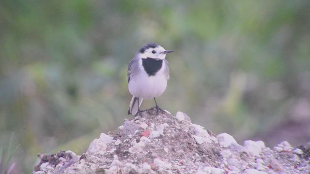 White Wagtail - ML610830664