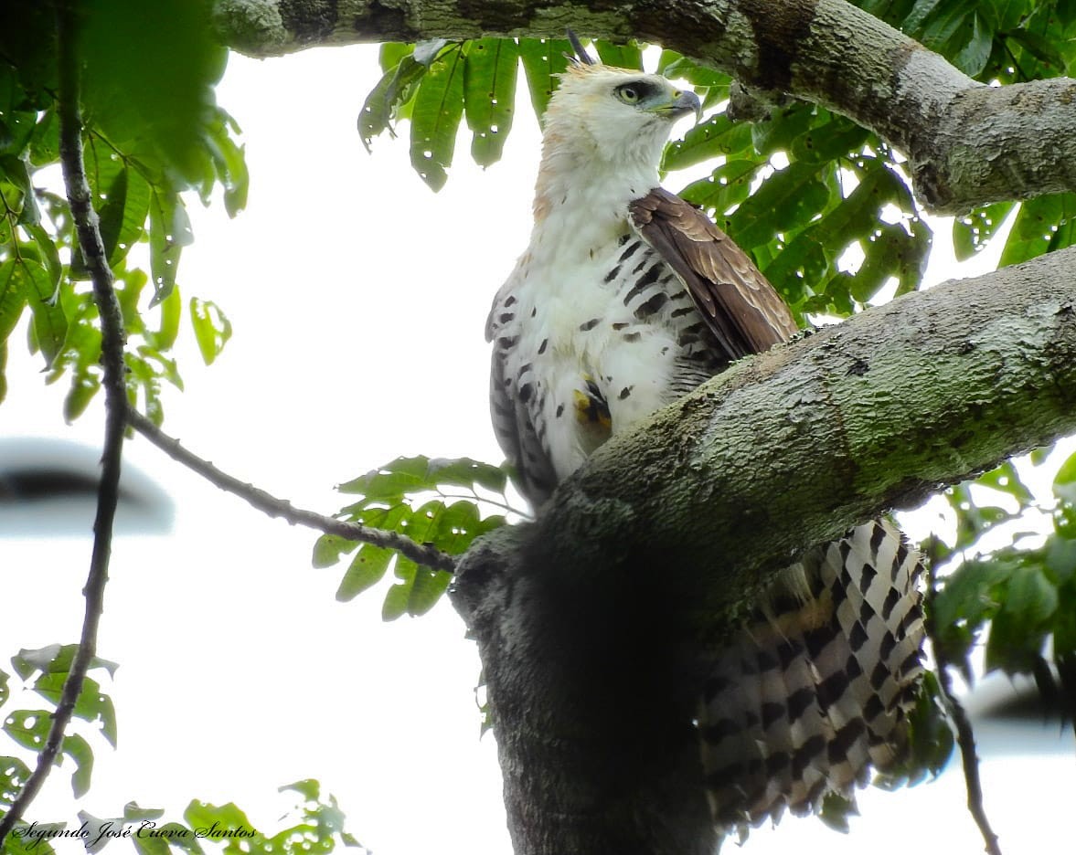 Ornate Hawk-Eagle - ML610830675