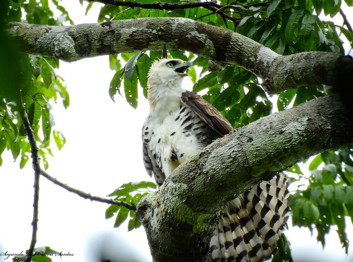 Ornate Hawk-Eagle - ML610830677