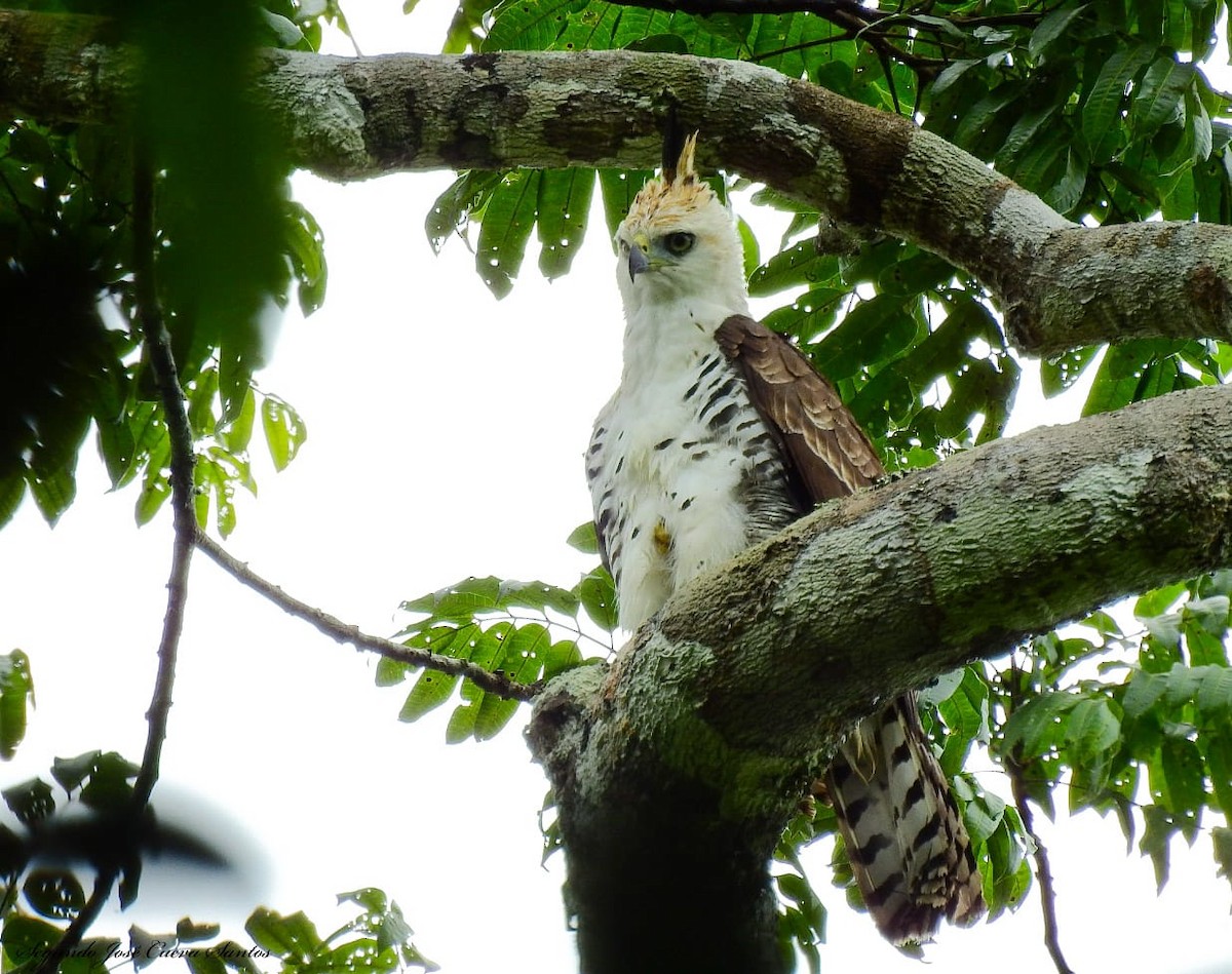 Ornate Hawk-Eagle - ML610830678