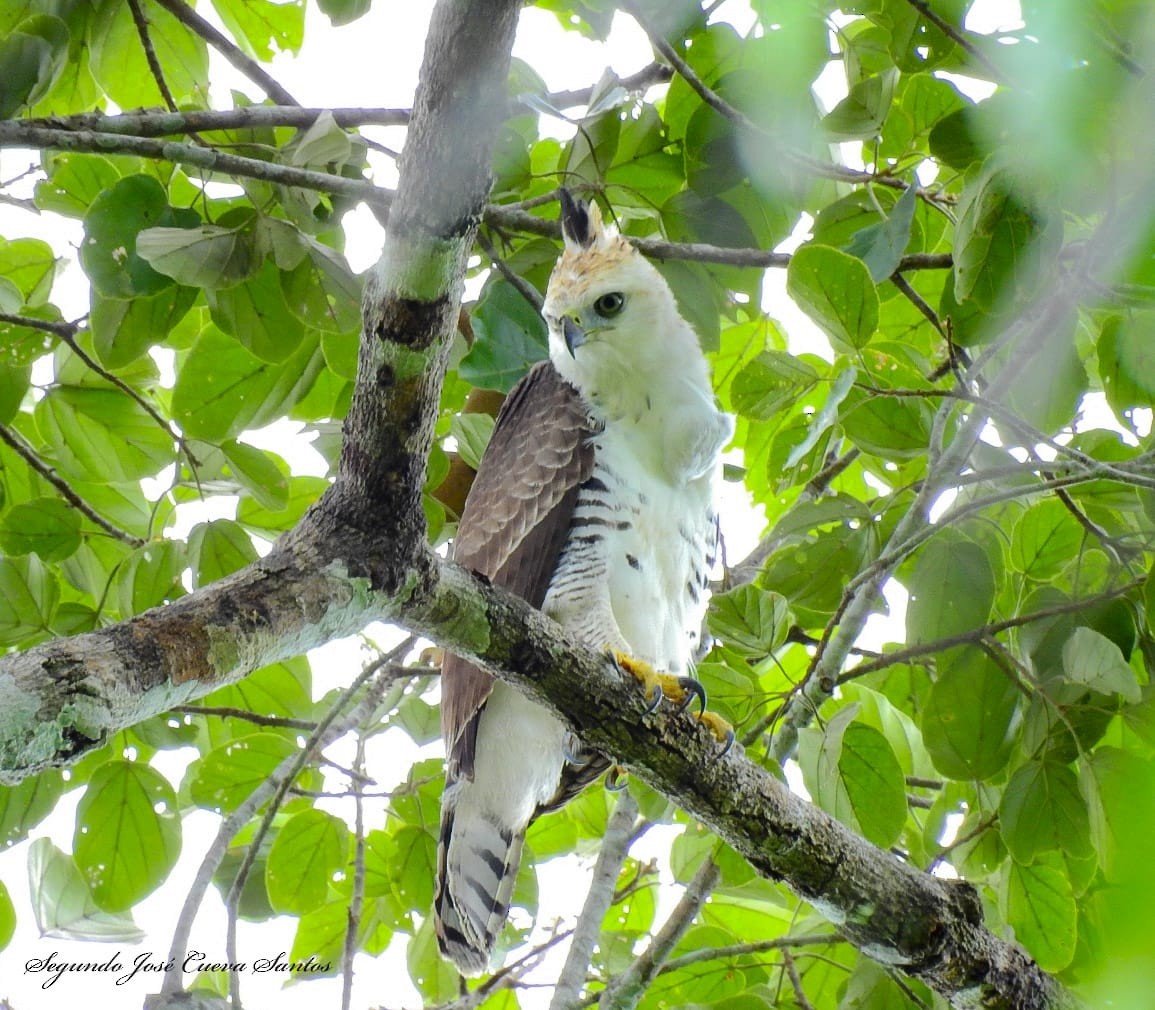 Ornate Hawk-Eagle - Segundo Jose Cueva