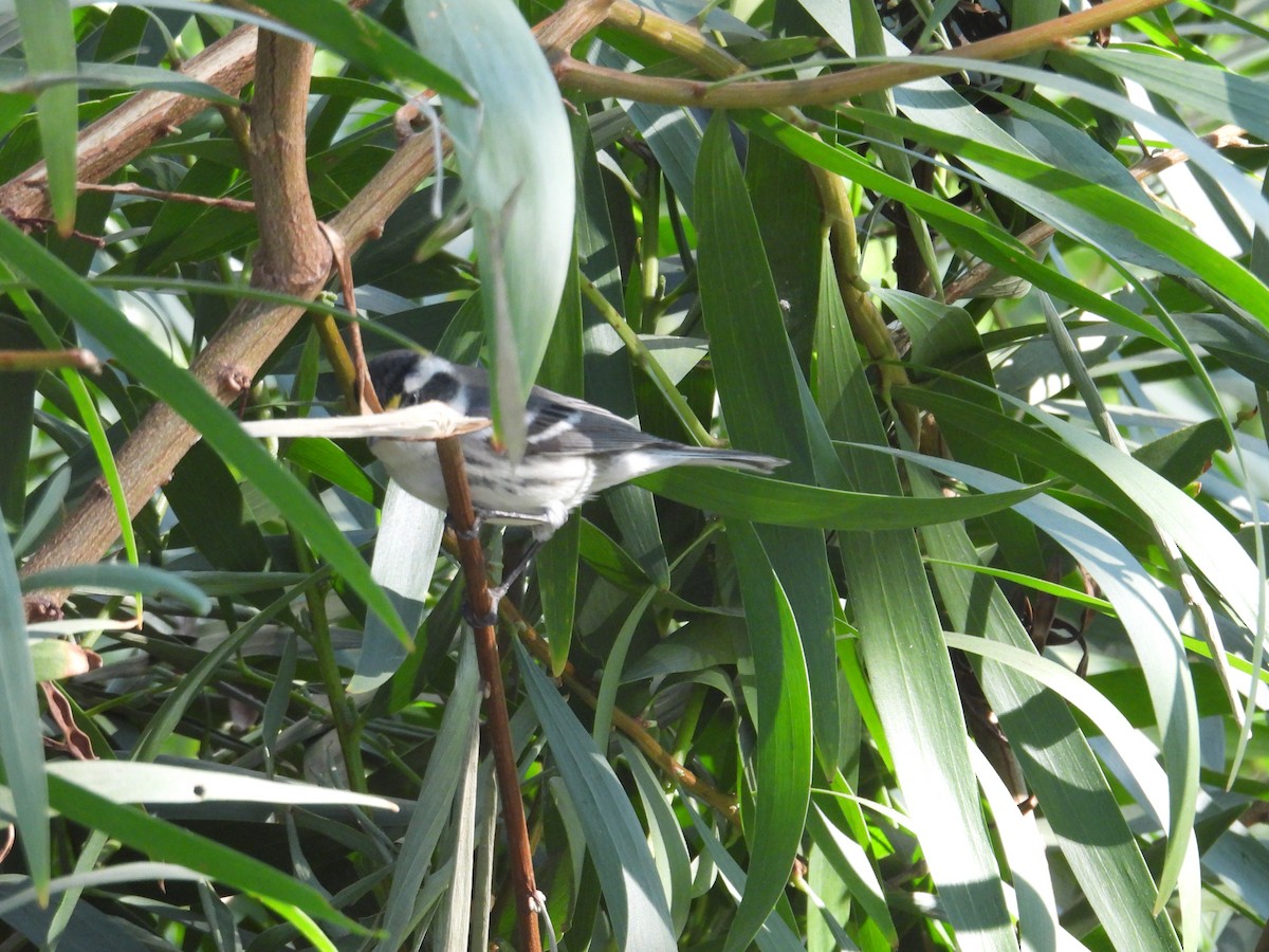 Black-throated Gray Warbler - ML610830700