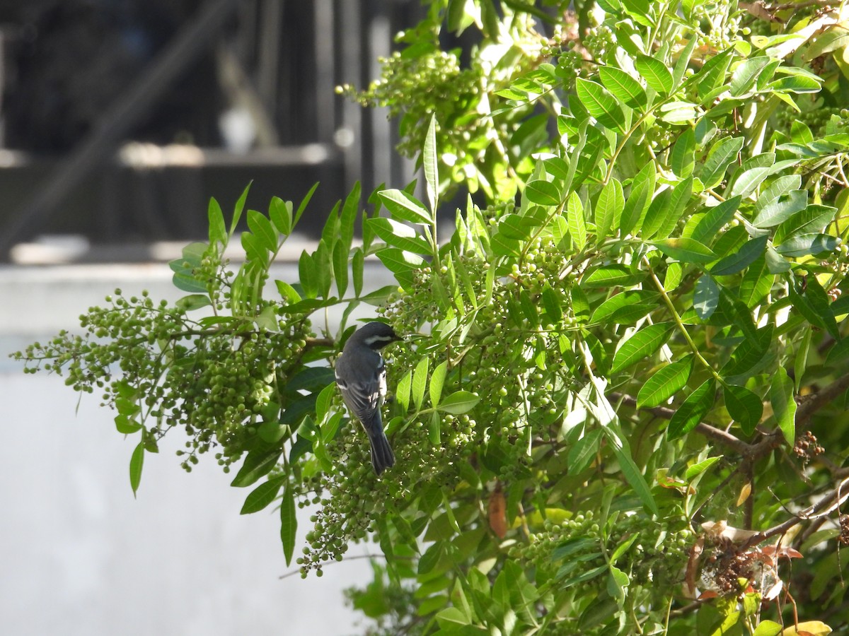 Black-throated Gray Warbler - ML610830701