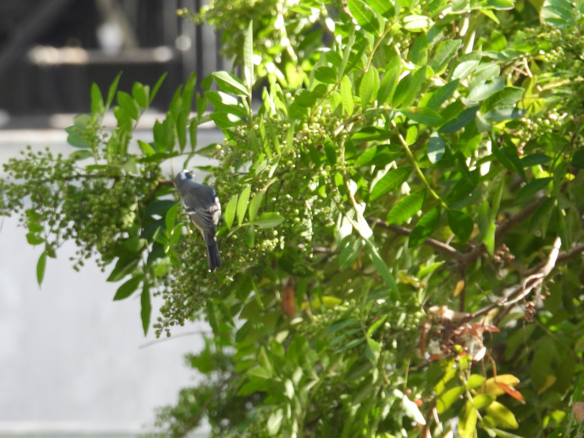 Black-throated Gray Warbler - ML610830704