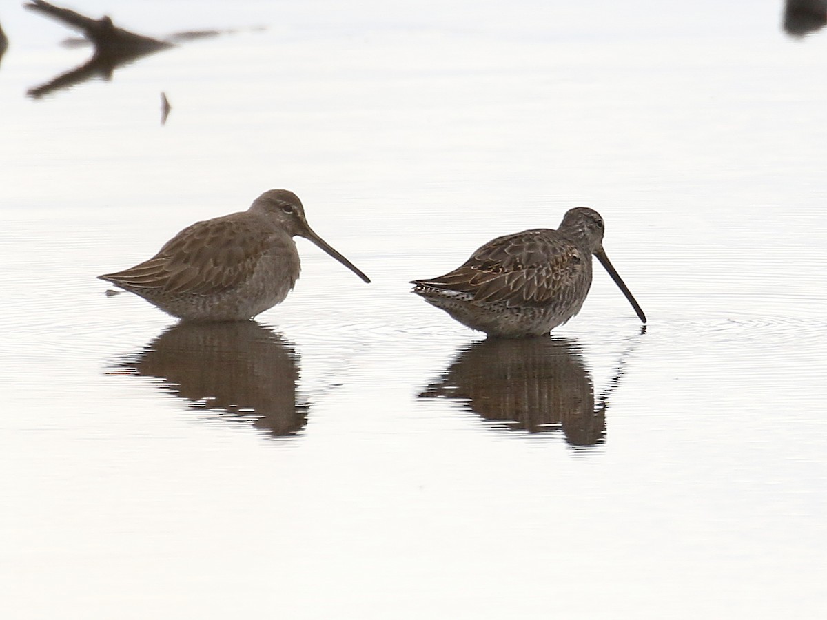 Long-billed Dowitcher - ML610830734