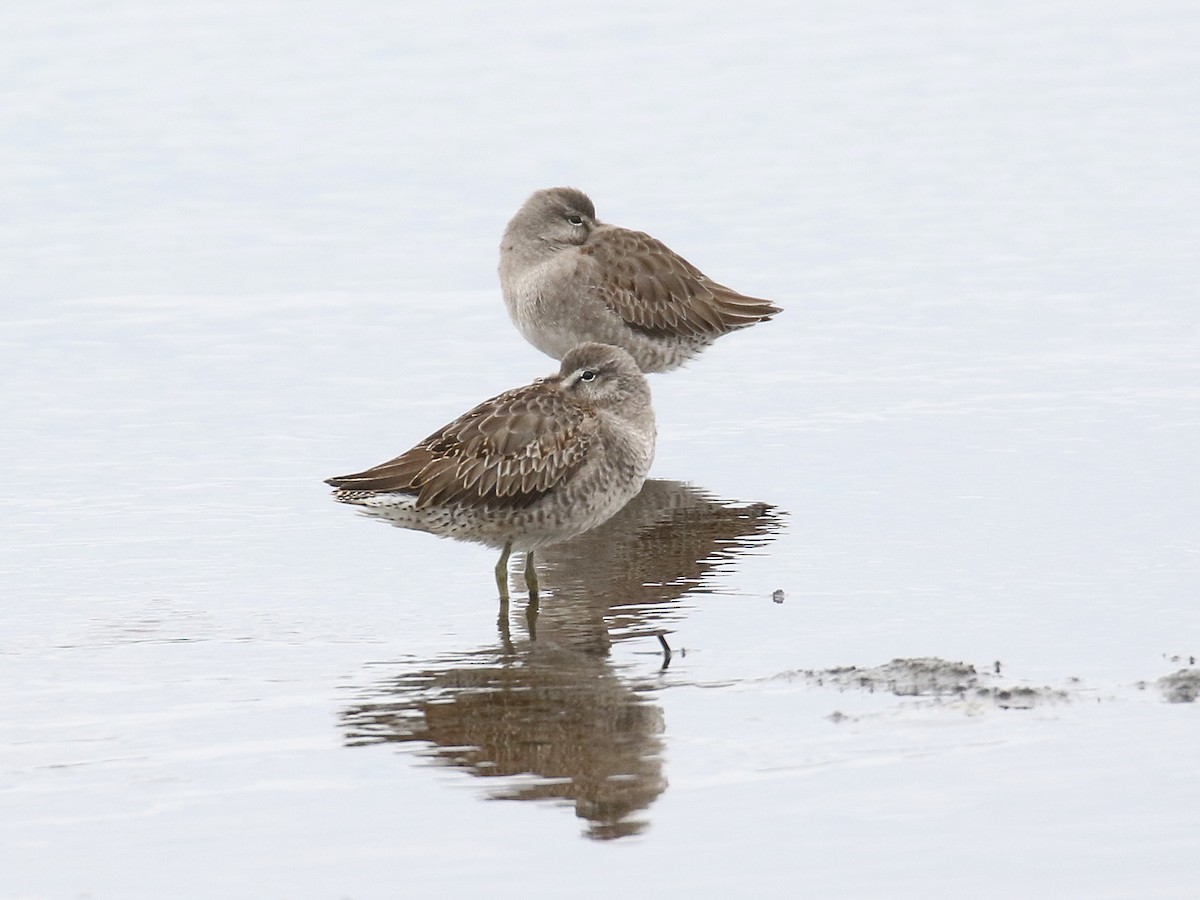 Long-billed Dowitcher - ML610830735