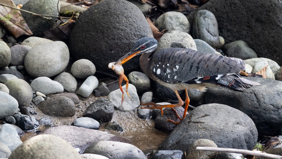 Sunbittern - ML610830740