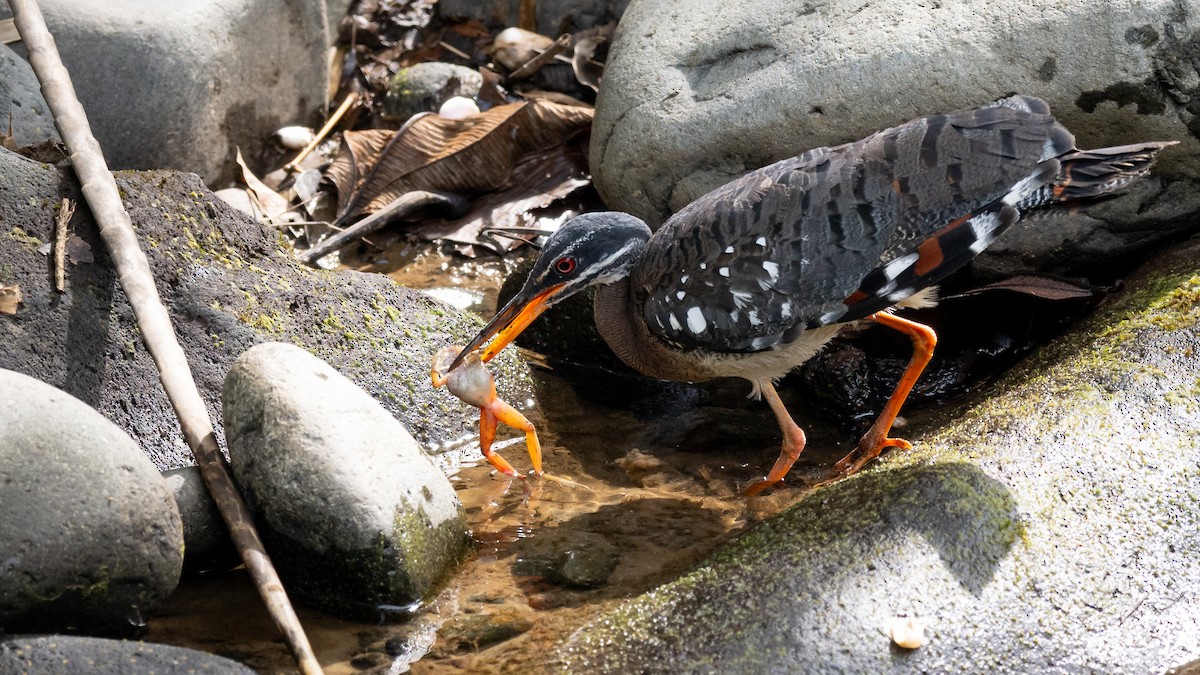 Sunbittern - ML610830741