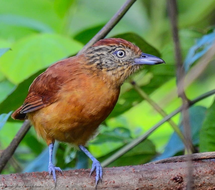 Barred Antshrike - ML610830753