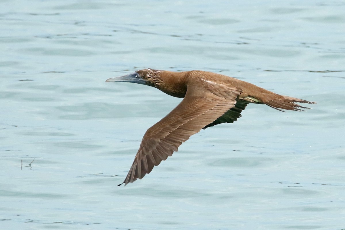 Brown Booby - ML610830835