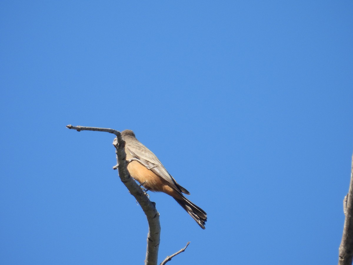 Say's Phoebe - ML610830938