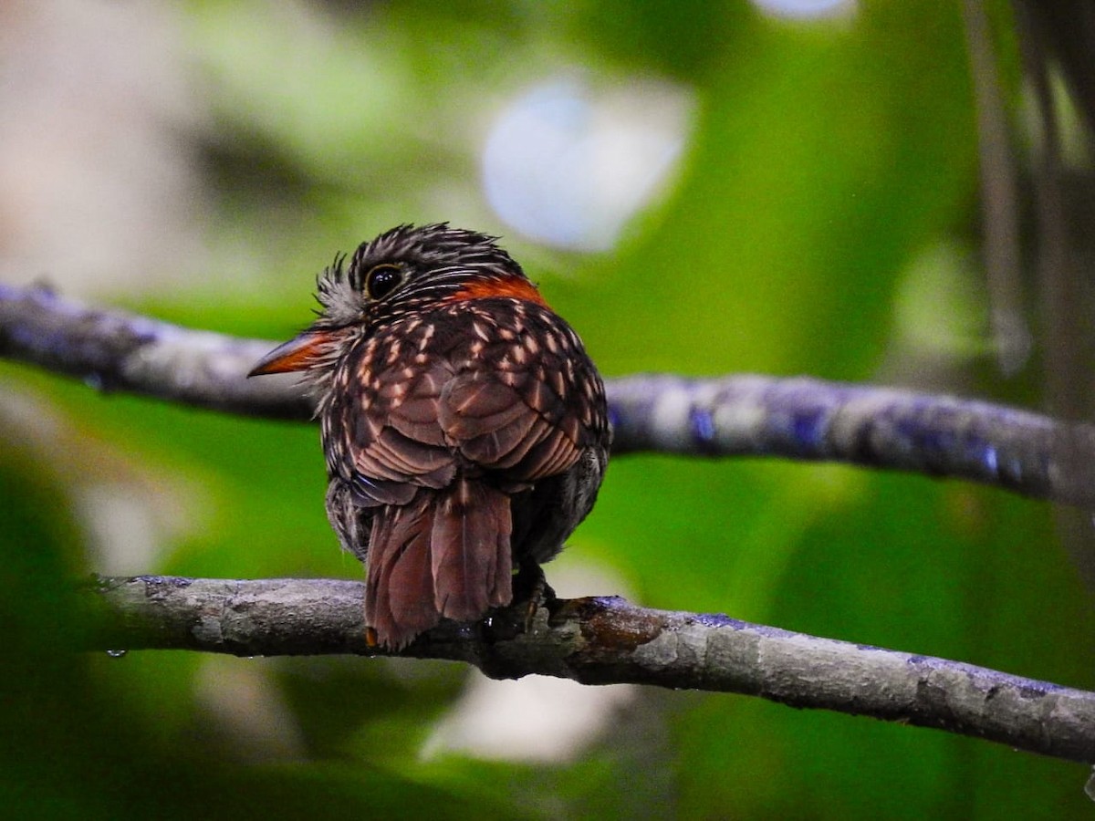 Semicollared Puffbird - ML610831038