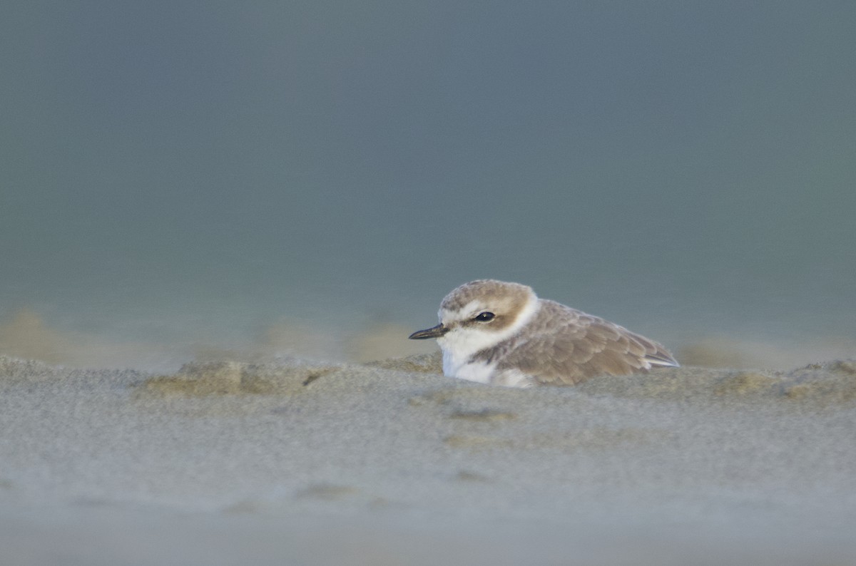 Snowy Plover - Nadine D