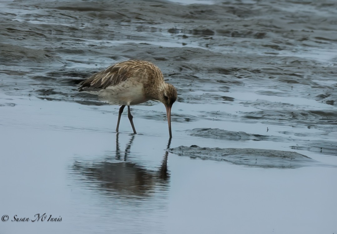 Bar-tailed Godwit - ML610831090