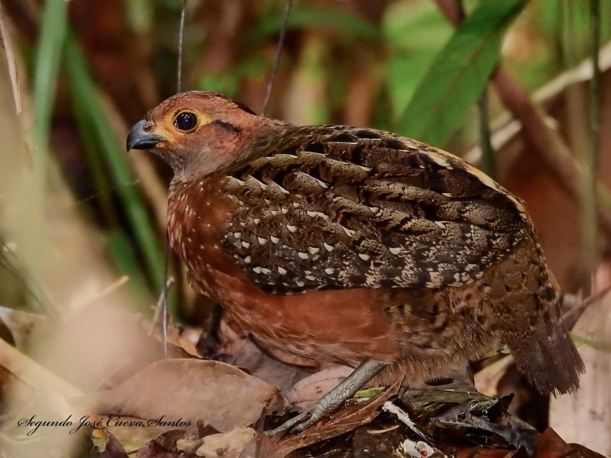 Starred Wood-Quail - ML610831178