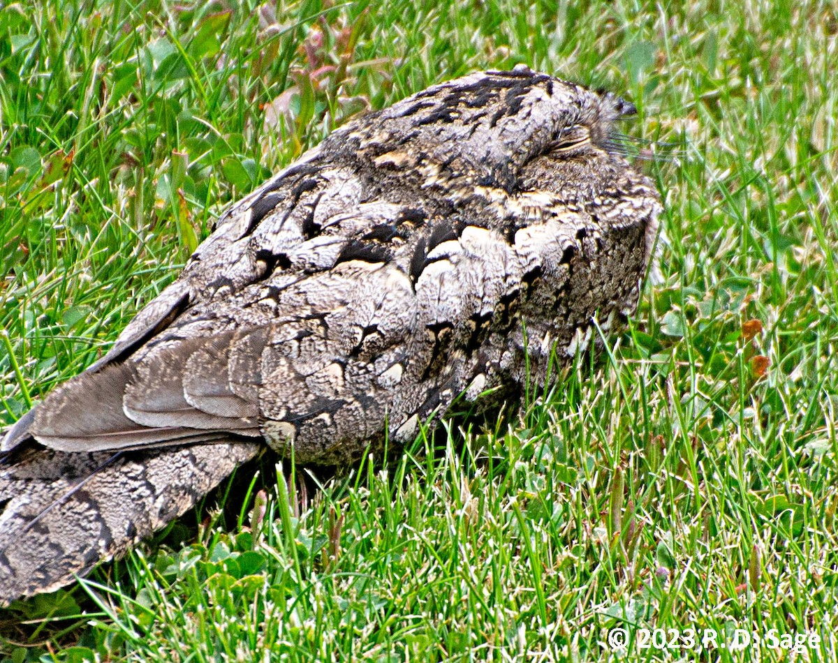 Band-winged Nightjar - Michael I Christie