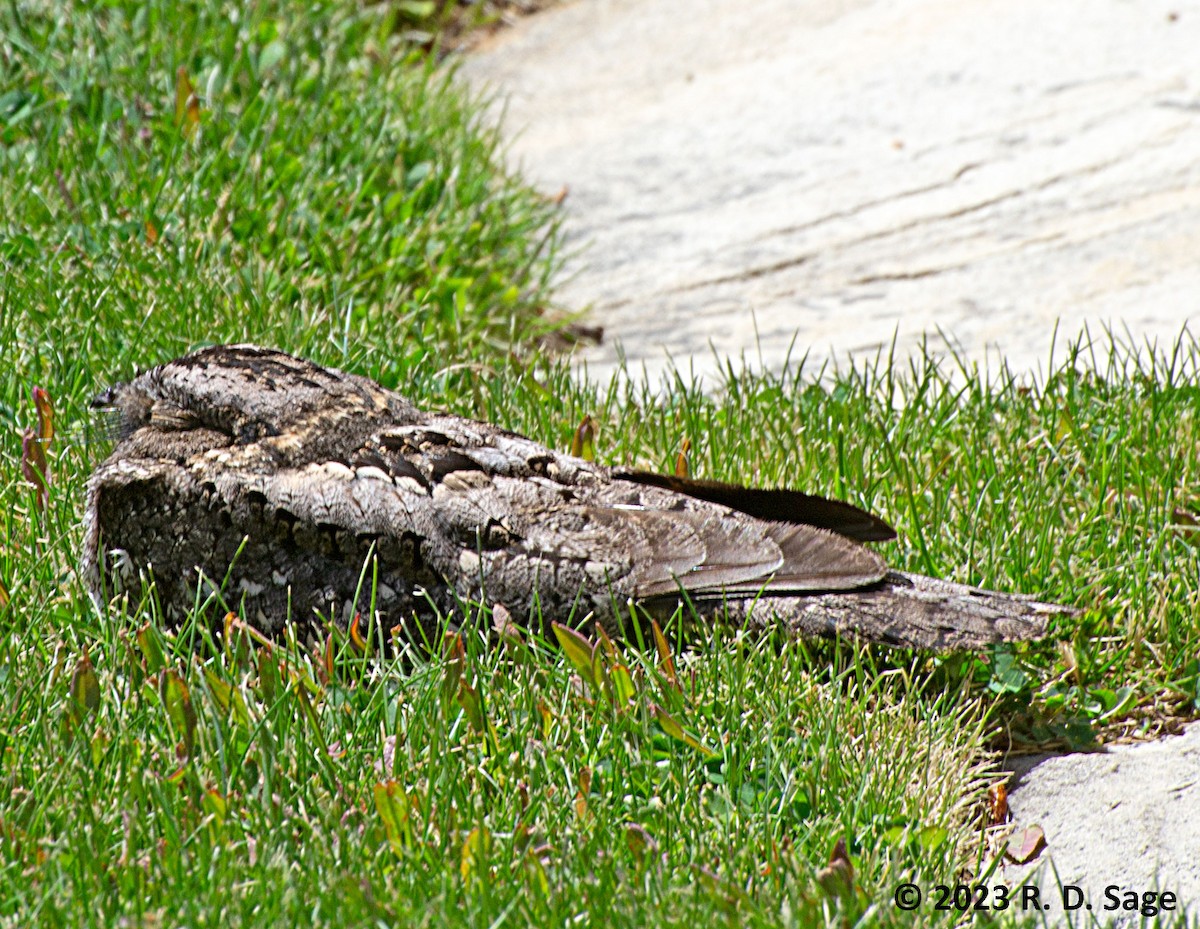 Band-winged Nightjar - Michael I Christie