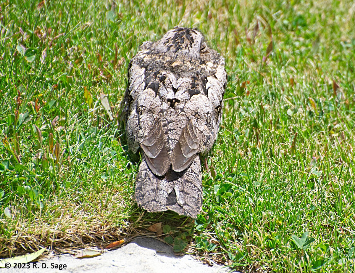 Band-winged Nightjar - ML610831195