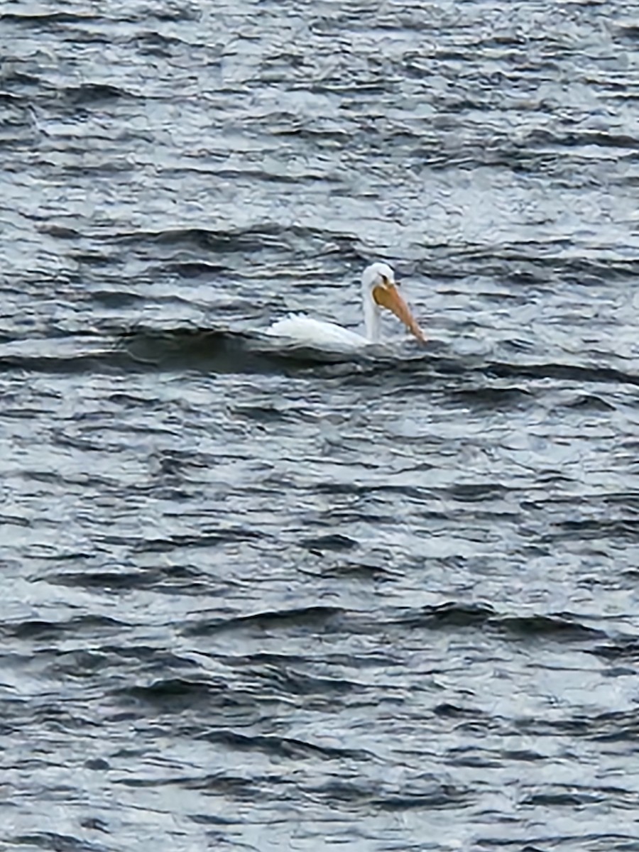 American White Pelican - ML610831204