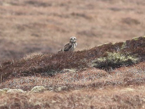 Short-eared Owl (Northern) - ML610831206