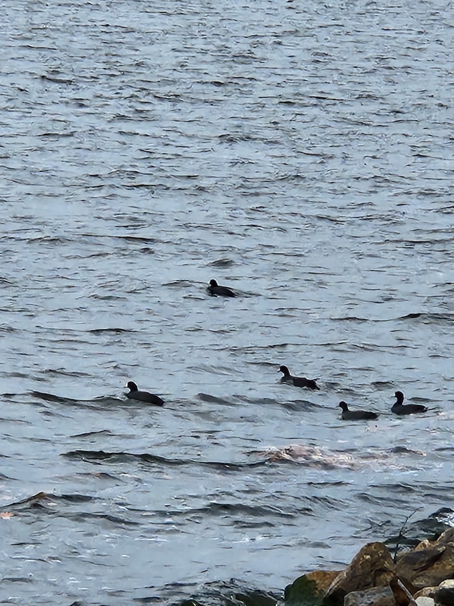 American Coot - ML610831208