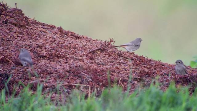 Black Redstart - ML610831248