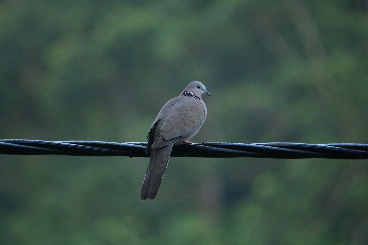 Spotted Dove - ML610831275